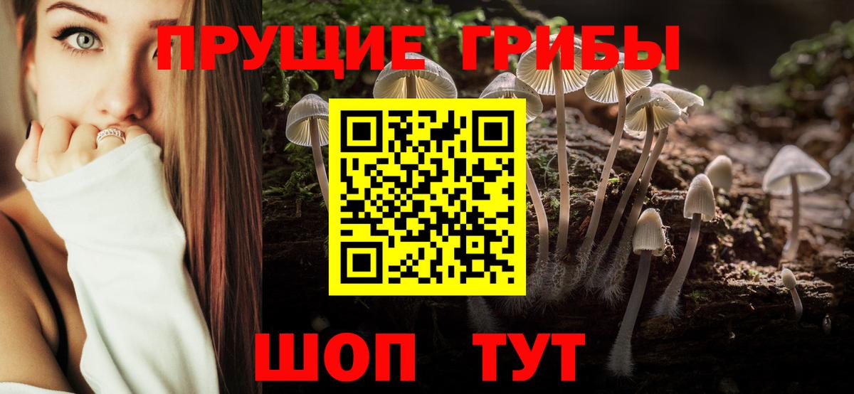 Псилоцибиновые грибы Psilocybe Кузнецк